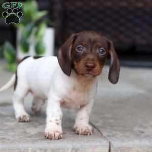 Jackson, Dachshund Puppy